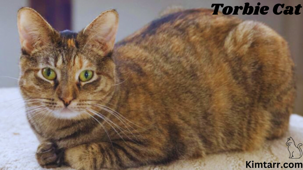 Torbie Cat