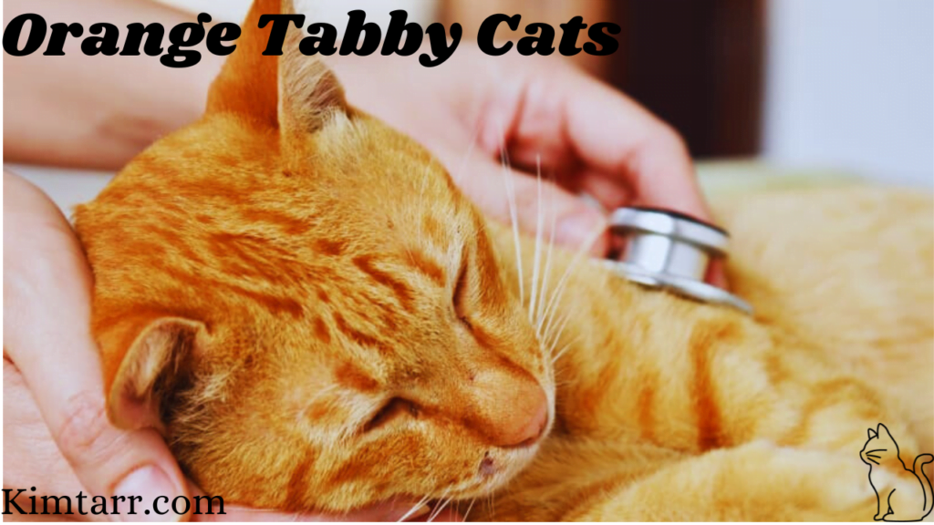 orange tabby cats