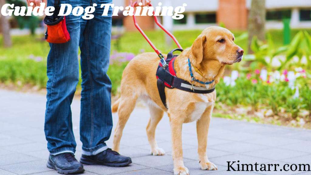 Guide Dog Training 