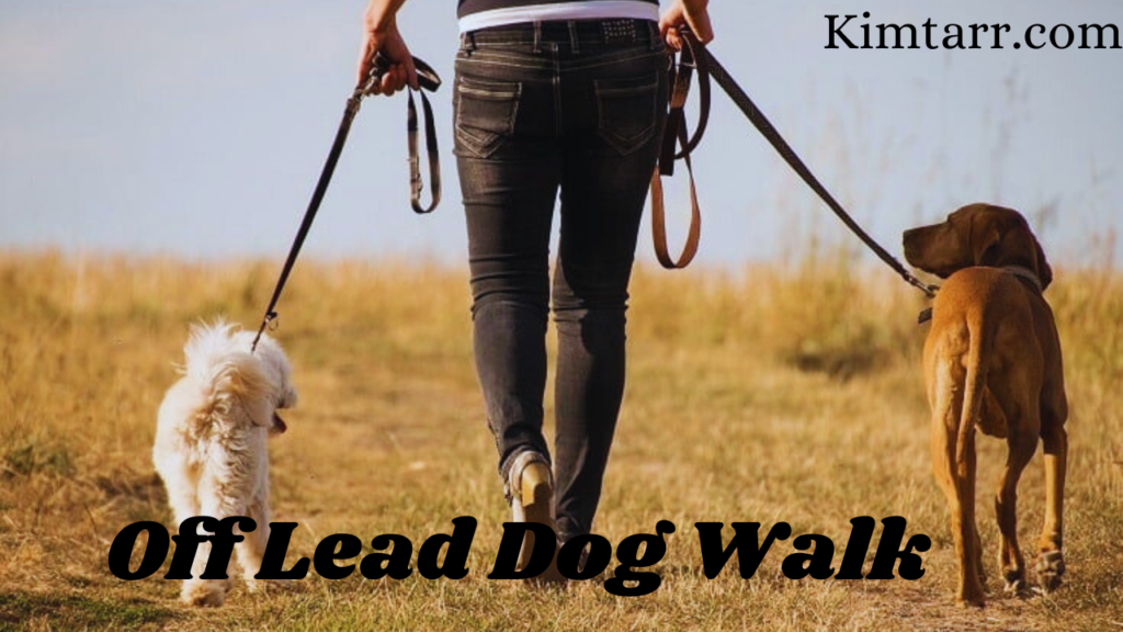 off lead dog walk